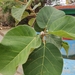 Ficus vasta - Photo (c) Aklilu Negussie Mekuria, some rights reserved (CC BY-NC), uploaded by Aklilu Negussie Mekuria