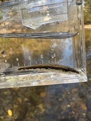 Bridled Darter photo 2