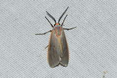 Pygarctia abdominalis
