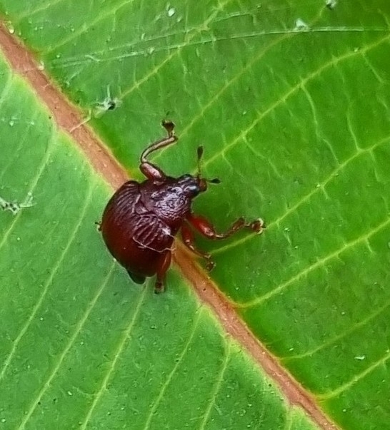 Hybolabus foveolatus