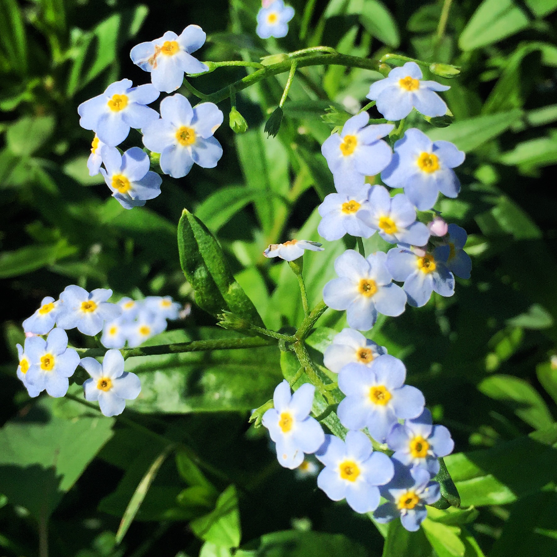 Nomeolvides de Agua (Myosotis scorpioides) · iNaturalist Ecuador