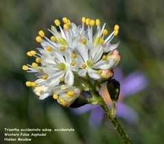 Triantha occidentalis occidentalis