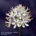 Western False Asphodel - Photo (c) mtash, some rights reserved (CC BY-NC), uploaded by mtash