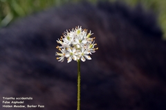 Triantha occidentalis occidentalis