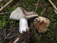 Russula densifolia