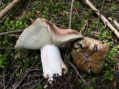 Russula densifolia