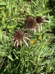 Echinacea pallida
