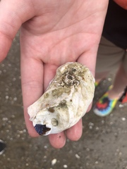 Crassostrea virginica