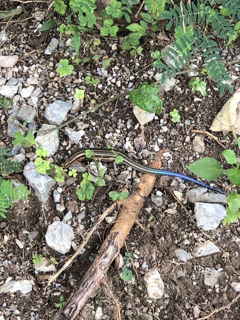 Okinawa Blue-tailed Skink