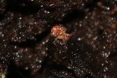 Vesicephalus occidentalis