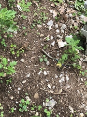 Plestiodon marginatus