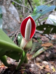 Shining Philodendron (Philodendron insigne)