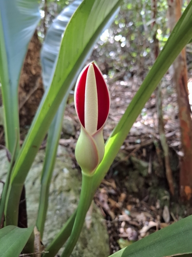Philodendron insigne, photograph 5