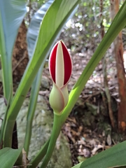 (c) Fabricio Carvalho da Silva, some rights reserved (CC BY) Philodendron insigne, photograph (c) Fabricio Carvalho da Silva, some rights reserved (CC BY)