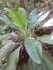 Philodendron insigne, photograph (c) Fabricio Carvalho da Silva, some rights reserved (CC BY)