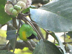Blue-Winged Leafbird photo 2