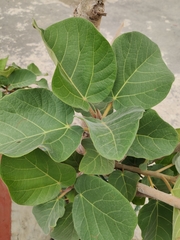 Ficus vasta