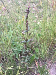 Gentianella propinqua