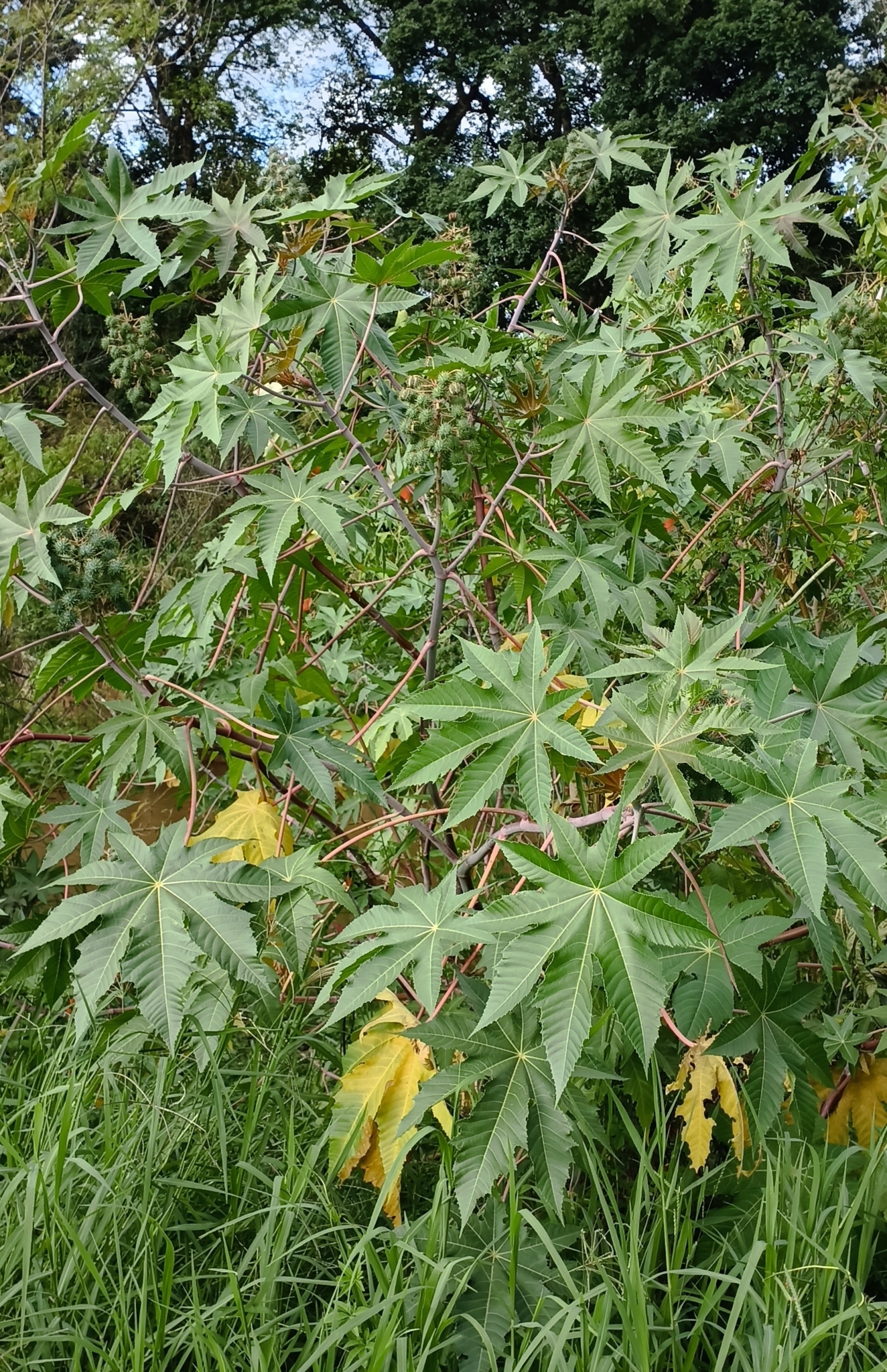 Ricinus communis