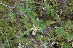 Astragalus albicaulis