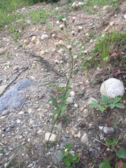 Erigeron acris kamtschaticus