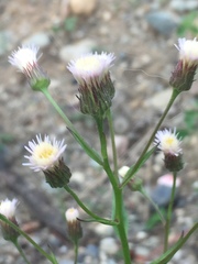 Erigeron acris kamtschaticus