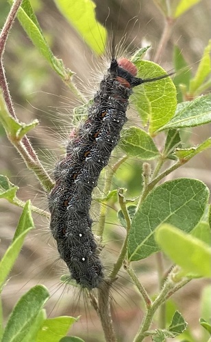 Lederhosen Moth