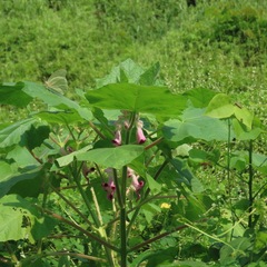 Cat's Claw
