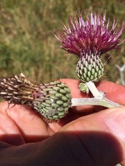Cirsium douglasii