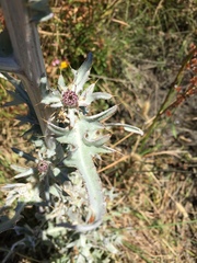 Cirsium douglasii