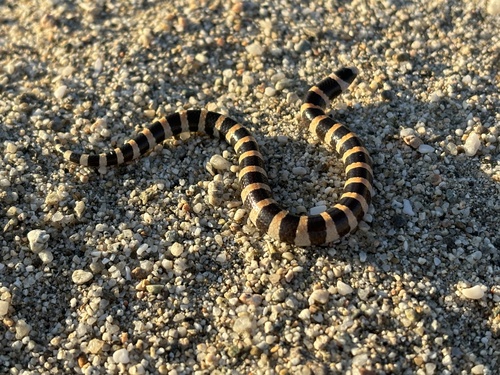 Savage's Sand Snake