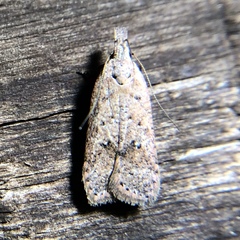 Dichomeris ventrellus