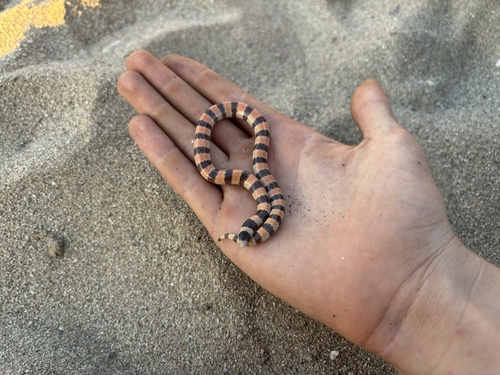 Savage's Sand Snake