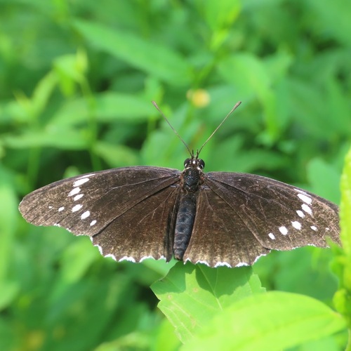 Simple Patch (Chlosyne hippodrome)