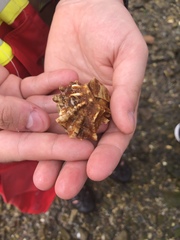 Crassostrea virginica