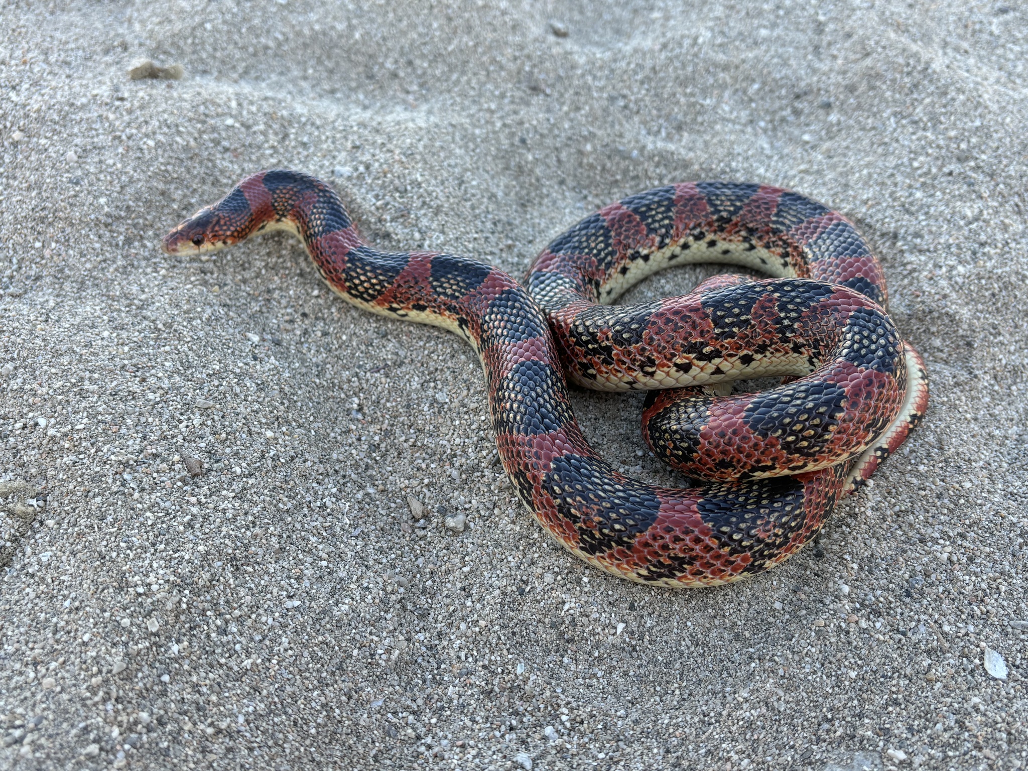Cerralvo Island Long-Nosed Snake photo 5