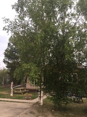 Betula neoalaskana