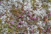 Thymus calcareus - Photo (c) Александр Химин, some rights reserved (CC BY-NC), uploaded by Александр Химин