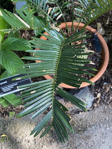 Cycas lindstromii