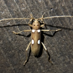 Eburia quadrigeminata