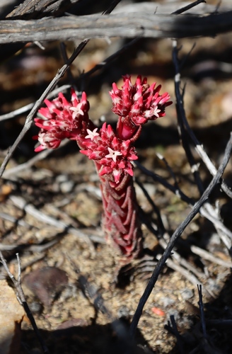 Crassula alpestris