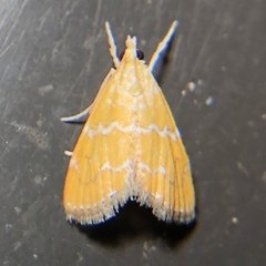 Xanthophysa psychicalis