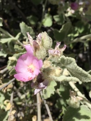 Malacothamnus fremontii