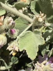 Malacothamnus fremontii