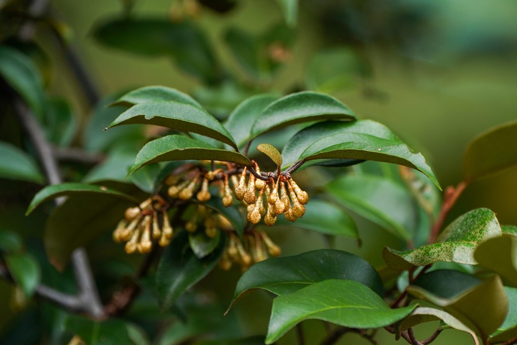 Elaeagnus glabra (Elaeagnus glabra)
