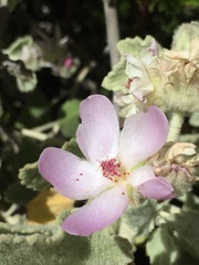 Malacothamnus fremontii