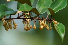 Elaeagnus glabra, photograph (c) WATANABE Hitoshi 渡辺仁, some rights reserved (CC BY)