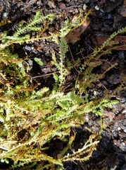 Selaginella ludoviciana