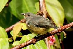Dicaeum aeneum becki