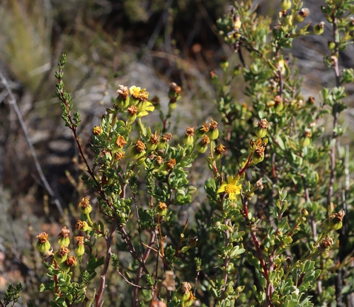 Image of Bushy Babooncabbage by (c) Tony Rebelo, some rights reserved (CC BY-SA)